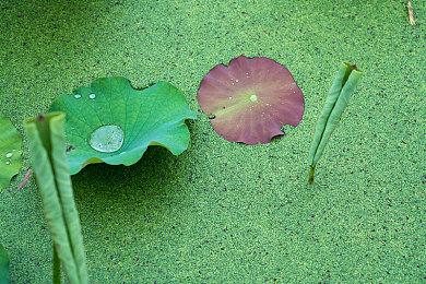 《死亡细胞》低难度更新细节 增加续关和自动攻击模式